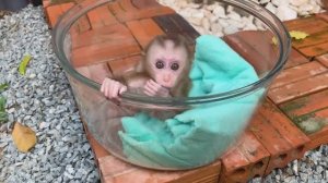 Обезьянка сиротка МАЛЮТОЧКА намучилась одна Вырывается Пищит просит кушать Купают Одевают Кормят МИЛ