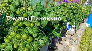 Томат Пиноккио в ведрах. Середина июля