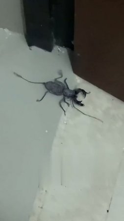 Это еще что за существо?