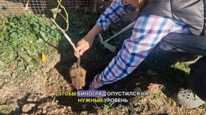 Посадка винограда осенью.