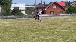 Хаус Фанни ХАРИЗМА 2 - №57. КЧК ТЮМЕНЬ 5 июля`25 Моно немецких овчарок