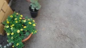 ЦВЕТЫ ПОСАЖЕННЫЕ В ГОРШКАХ ВОЗЛЕ ДОМА