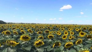 Урожай 2025. Подсолнечник.