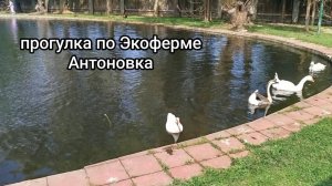Наша прогулка по Экоферме Антоновка.
