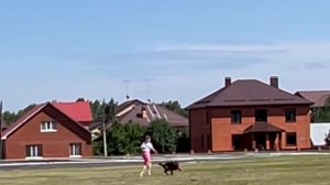 3 Отл. DENNY fom Grunen Stadt +++ №56. КЧК ТЮМЕНЬ 5 июля`25 Моно немецких овчарок