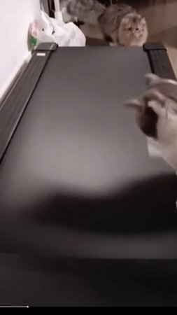 КОТИКИ.