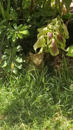 Котяра. 🐱 🌴  #shorts #cat #love #life #summer #funny #fun