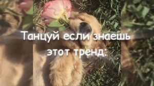 ℹ️ [🌷✨] •Танцуй если знаешь этот тренд 2025 года🍀| TikTok TREND | DANCE 🩰