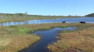 С собачками в тайгу на лесное озеро , просто гуляем, есть грибы.