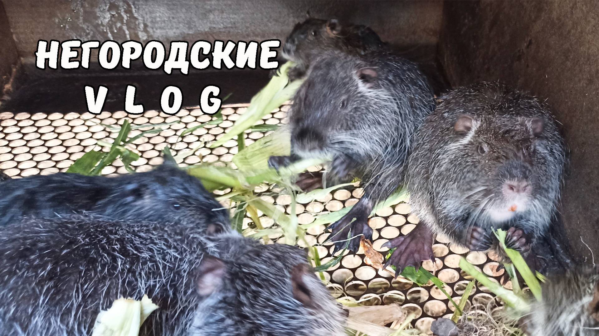 НУТРИИ: кукурузное утро. Сирийская роза. 13.07.25