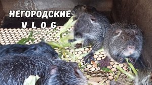 НУТРИИ: кукурузное утро. Сирийская роза. 13.07.25