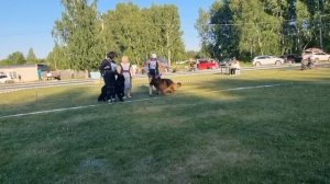 РАБОЧИЙ КОБЕЛИ ДШ / КЧК ТЮМЕНЬ 5 июля`25 А.Буйнова Моно немецких овчарок