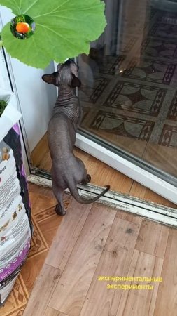 Директор этой гостиница 😼