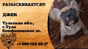 Пропала собака! ДЖЕК, Тульская обл., г.Тула.