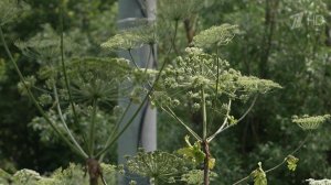 У дачников могут изъять участки из-за зарослей борщевика