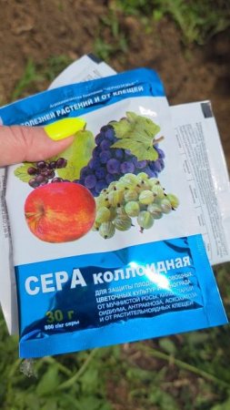 Как правильно посадить голубику? Секреты хорошего урожая