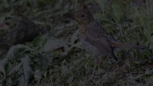 Дача-25
Ступинский район, Жилёво. 8-19 июля