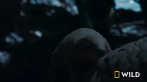 Wild Vietnam: Pangolins, Primates, and the Land of Mountain Forests (Full Episode) | Nat Geo Wild