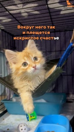 Мультяша ждёт вас в приюте #Муркоша