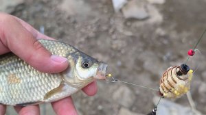 ОГРОМНЫЕ КАРАСИ НА ДОНКИ! ЛОВЛЯ КАРАСЯ ЛЕТОМ. ЖОР КАРАСЯ НА КОРМУШКИ. РЫБАЛКА 2025