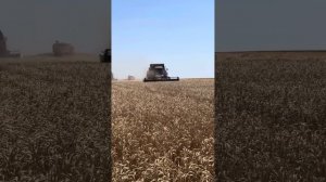 Уборка 2025. Калмыкия.