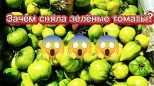 Зачем срываю зелёные томаты?