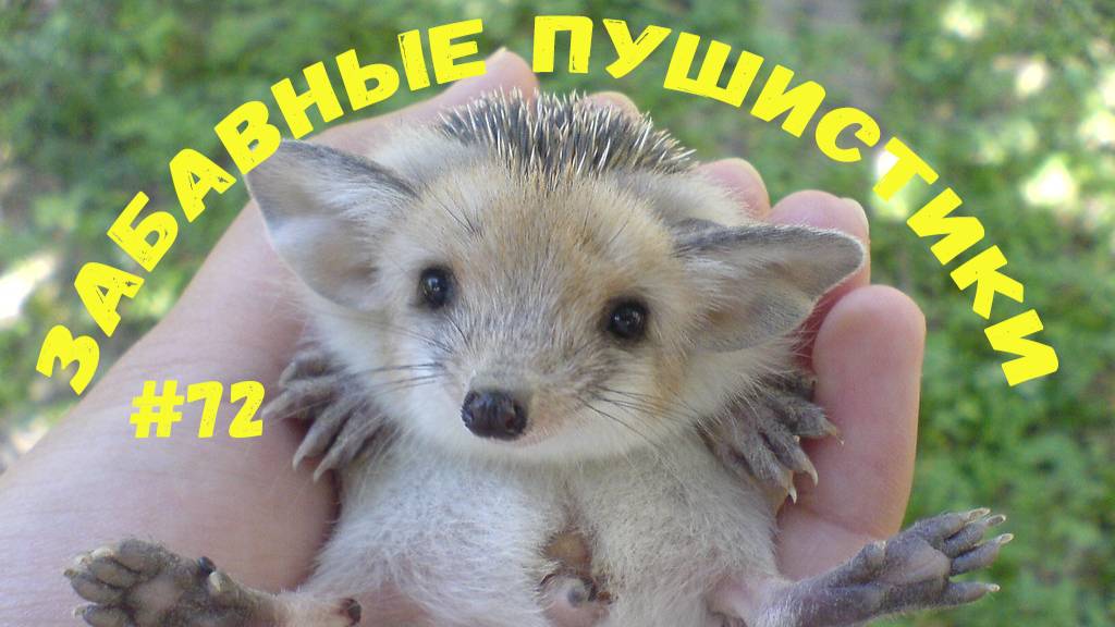 Я РЖАЛ ДО СЛЕЗ 😹 СМЕШНЫЕ КОШКИ И СОБАКИ  СМЕШНЫЕ ЖИВОТНЫЕ 2025 😹 ЛУЧШИЕ ПРИКОЛЫ #72