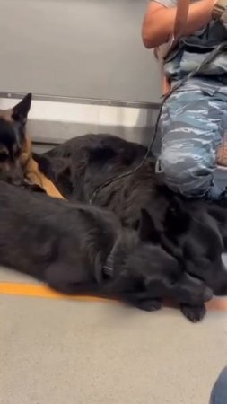 🐕Милейших служебных собакенов заметили в московском метро🐕