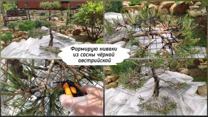 Формирую ниваки из сосны чёрной австрийской.