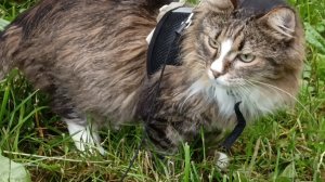 Стёпка и Воробей.