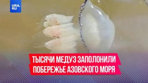 Тысячи медуз заполонили побережье Азовского моря: больше всего их в районе курорта Пересыпь