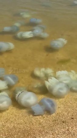 Гигантские жалящие медузы захватили пляжи Азовского моря

Побережье усыпано тысячами медуз. Причина