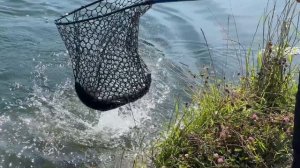 Поимки форели на водоеме