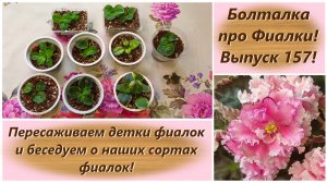Болталка про Фиалки! Выпуск 157! Пересаживаем детки фиалок и беседуем о наших сортах фиалок!