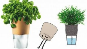 №113. Перевожу папоротники на фитиль.