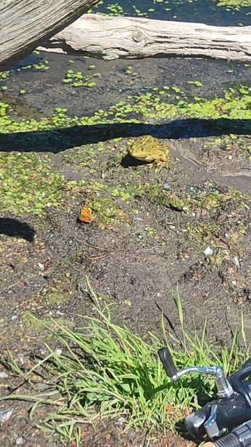 Охота на бабочку. рыбалка охота лето