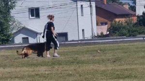 1 Отл. КЧК НИЛЕТТО из Белого Яра +++ №20. КЧК ТЮМЕНЬ 5 июля`25 Моно немецких овчарок