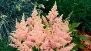 КАК ПОСАДИТЬ И ВЫРАСТИТЬ КУСТАРНИК АСТИЛЬБУ