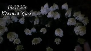 🌹 🌹 🌹 Розы,Гортензии в моём саду. Вечерний обзор,любуюсь перед сном. Оренбург/Краснохолм