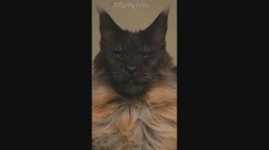 Смешные Коты #25
