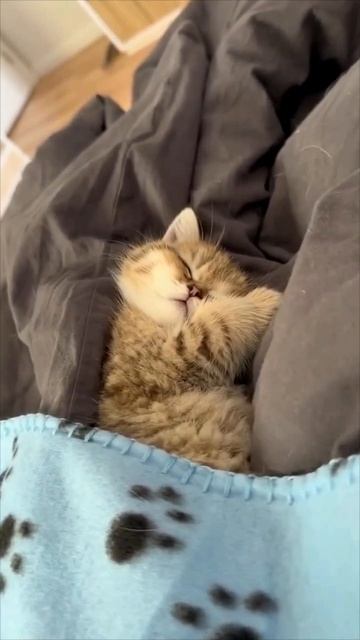 Спокойной ночи 😺