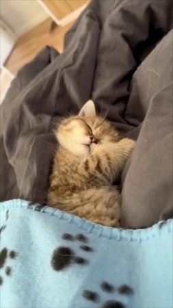 Спокойной ночи 😺