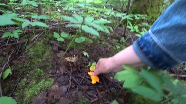 В лес за грибами 18 июля 2025 смотреть онлайн