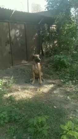 Холли
