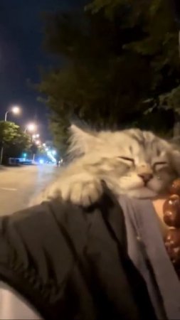 Наш TG https://t.me/liveofcats