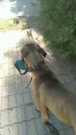 Холли