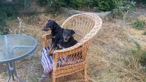 Боба &Лила)