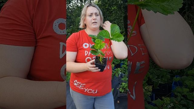 Как правильно выбрать качественную рассаду клубники. смотреть онлайн