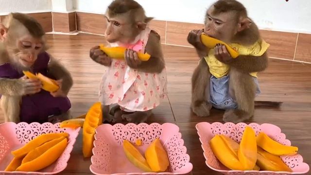 Обезьянки ФРУКТ едят Послушные Ждут Прыгают от радости ВЕСЕЛОЕ ПРЕДСТАВЛЕНИЕ