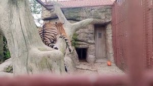 Симочка 19.07.2025 Видео от опекуна Светланы
